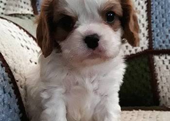 Chłopczyk cavalier k. ch. spaniel z przewagą białego