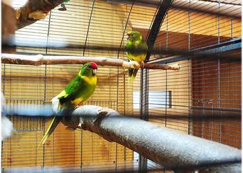 Papugi Modrolotki (Kozy) Parka legowa Samiec i Samica z 2024r. W dobre ręce