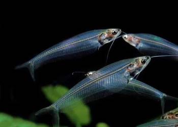 Sum szklisty,ryby akwariowe, rybki akwarium