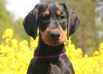 Doberman szczenięta linia amerykańska ZKwP/FCI