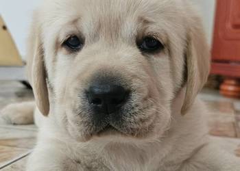 Labrador retriever Zkwp FCI