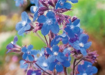 FARBOWNIK LAZUROWY Dropmore - sadzonki w doniczkach