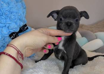 Chihuahua piesek krótkowłosy niebieski Blue badania DNA