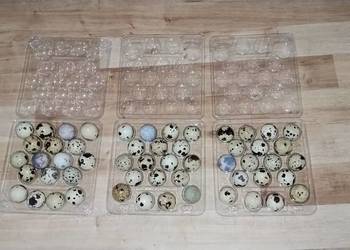 Jajka przepiórcze Faraon