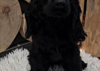 Cocker Spaniel Angielski