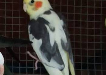 Papuga nimfą samica dorosła