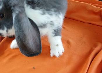 Króliki baranki francuskie Króliki baranki francuskie