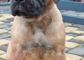 Cane corso szczeniaki