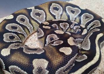 Pyton królewski samica Mojave