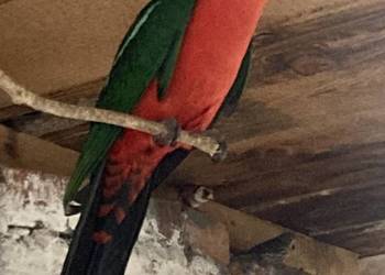 Samiec szkarłatki królewskiej