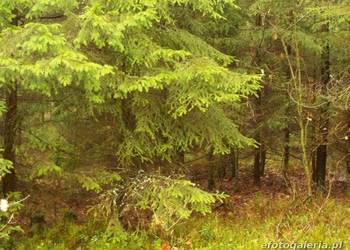 Sprzedam działki Leśne