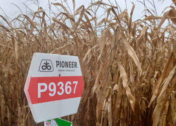 Nasiona kukurydzy Pioneer P9367 FAO Z270 AQUAmax Nasiona kukurydzy Pioneer P9367 FAO Z270 AQUAmax