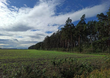 Las mieszany 3,8320 ha Zduny (7 km od Krotoszyna)