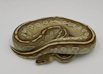 Bongo het clown samica Pyton królewski/ regius wąż gad