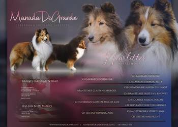 Sheltie linia amerykańska zapowiedź miotu owczarek szetlandzki ZKwP/FCI