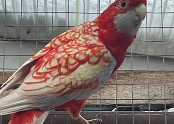 Rozele  Królewska Pastel