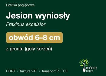 Jesion wyniosły (Fraxinus excelsior) obwód 6-8 cm, z gruntu – HURT
