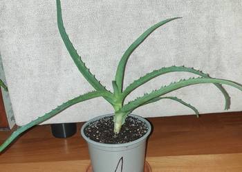 Aloes,  roślina rosnąca, wys. 24