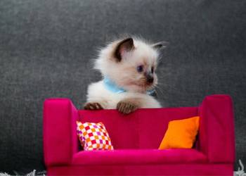 Ragdoll ragdollowe ostatni kocurek