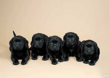 Labrador retriever szczenięta 8 tygodni
