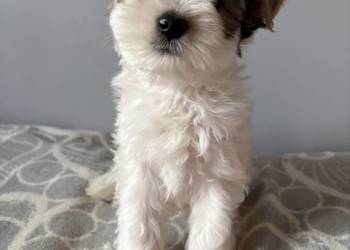 Do  odbioru Mario Yorkshire Terier Biewer