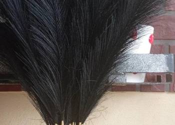 Czarna trawa pampasowa 40 sztuk