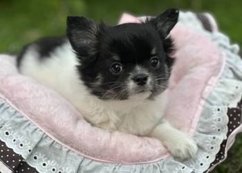 Chihushua długowłosy