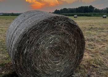 Siano 120x120 tegoroczne z pierwszego pokosu