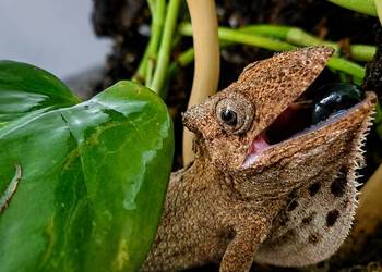 Anolis brodaty samica