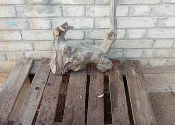 Niepowtarzalny korzeń ozdobny do ogrodu
