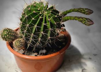 Kaktus Echinopsis Królowa nocy