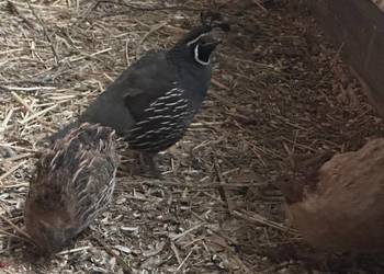 Przepiórki  japońskie i texas