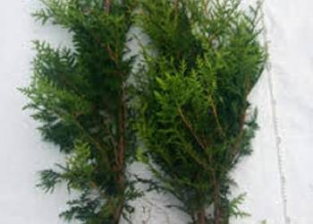 Tuja Brabant 60-80 cm Thuja Brabant 60-80 cm grunt! - sadzon