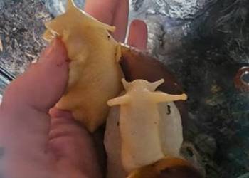 Ślimak aftykanski Lissachatina fulica albino body