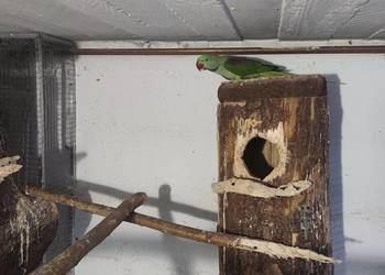 Aleksandretty wielkie dwa samce