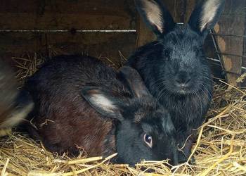Likwidacja hodowli królików tanio
