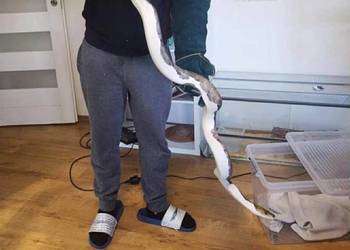 Pyton siatkowany Pied !