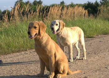 Golden retriever transport