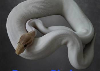 Samica banana pied pośle yb