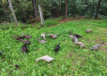 Kaczor i kaczka biegus biegusy indyjskie Kaczor i kaczka biegus biegusy indyjskie