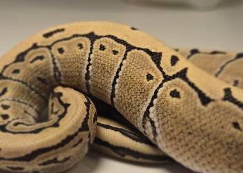 Pyton królewski Pinstripe Desert Ghost 100% het Clown