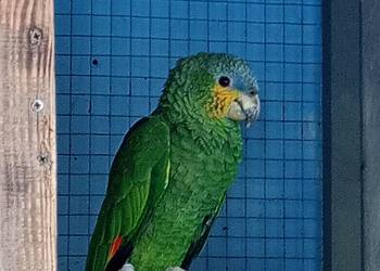 Amazonka modrobrewa kurika