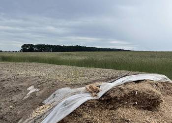 Kiszonka z kukurydzy