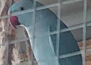 Aleksandretta obrożna