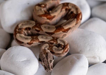 Boa hypo het albino kahl het anery t1 poss. het blood
