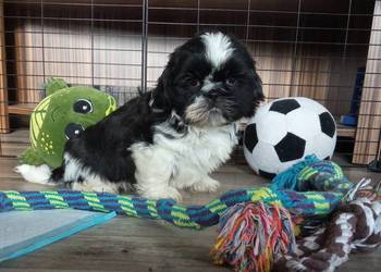 Shih-tzu pieski szczeniaki