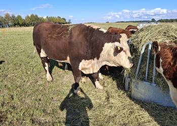 Sprzedam byka czystej rasy hereford