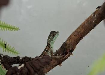 Bazyliszek płatkogłowy (Basiliscus plumifrons)
