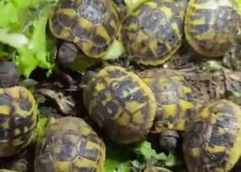 żółw Grecki Olsztyn