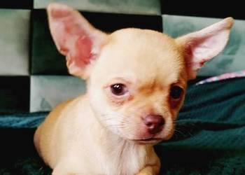 Chihuahua szczeniaki